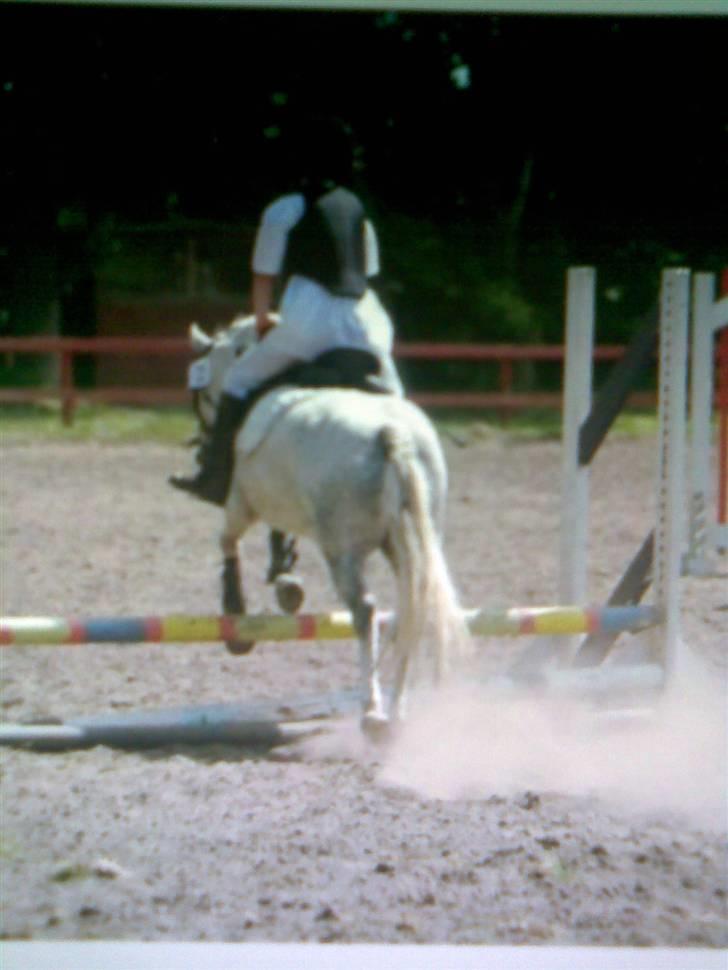 Welsh Mountain (sec A) Silvano  - jeg spinger billede 19