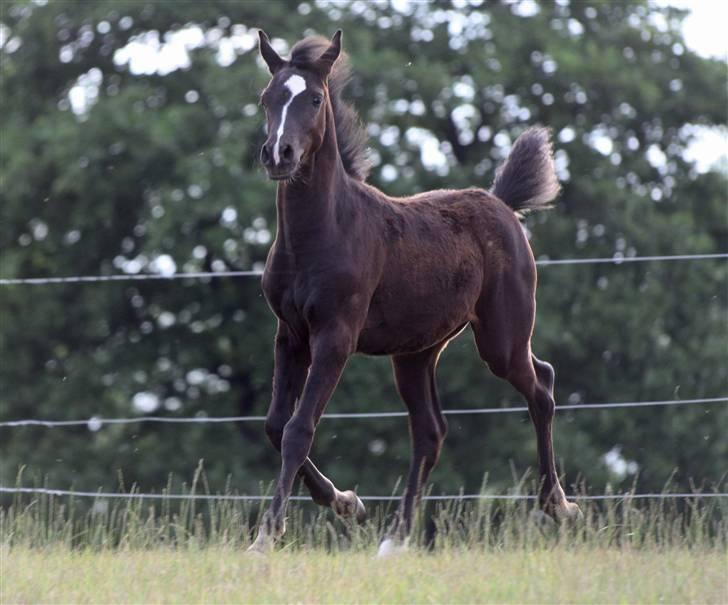 Anden særlig race helleruphus pandora-solgt billede 3