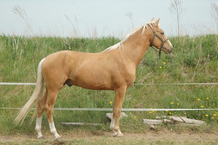 Palomino Made special billede 23