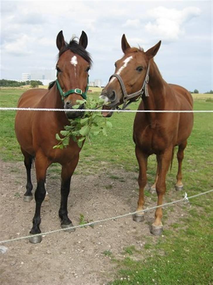 Anden særlig race Ari  - Han og kæresten Diana deler en gren :D billede 13