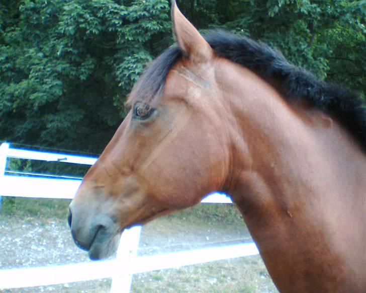 Anden særlig race Ari  - Hans smukke hoved efter en hård dressurtime :) billede 14