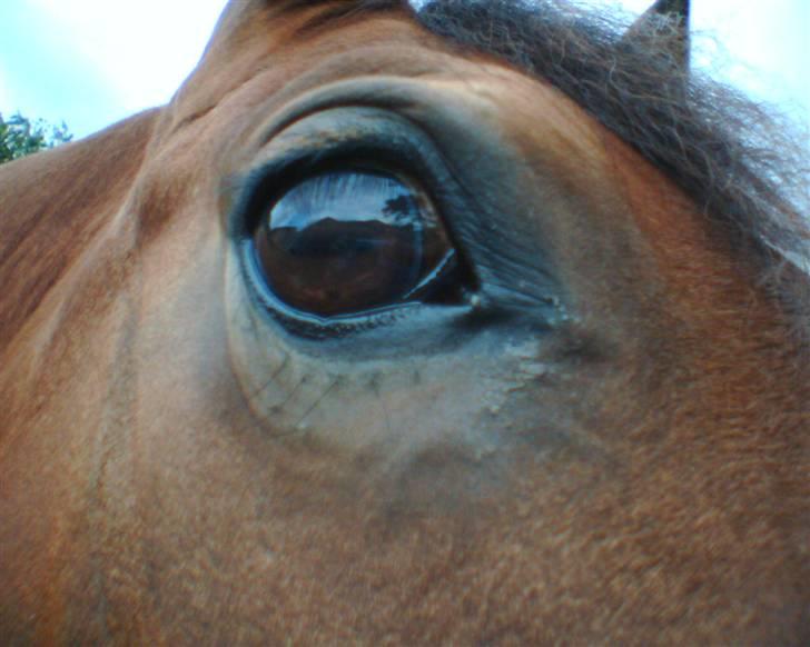 Anden særlig race Ari  - Man kan bare se at han tænker hva fa**** laver du maaannndd.. billede 15