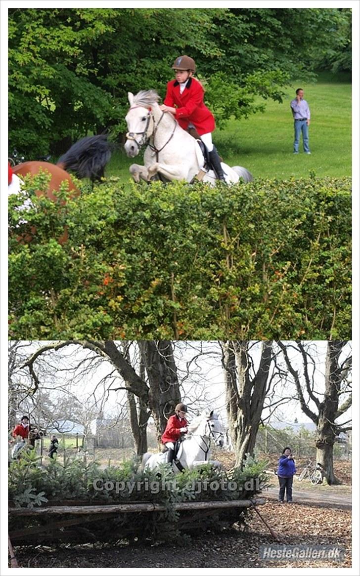 Anden særlig race Clinton [solgt] - Hurtler til jagt :) billede 15