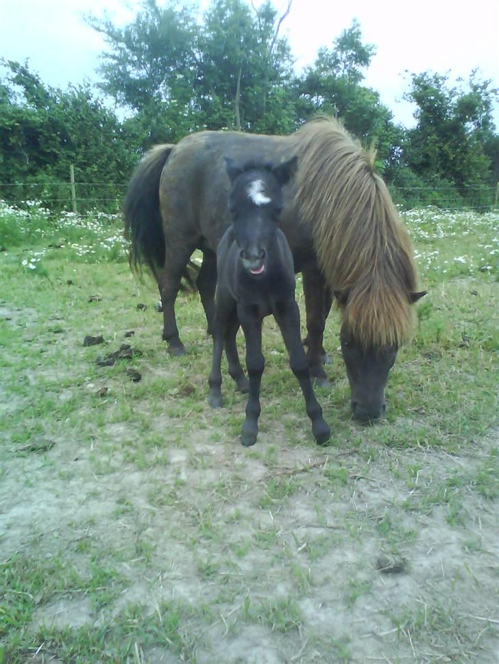 Shetlænder Lillegårdens La Mar Bella billede 2