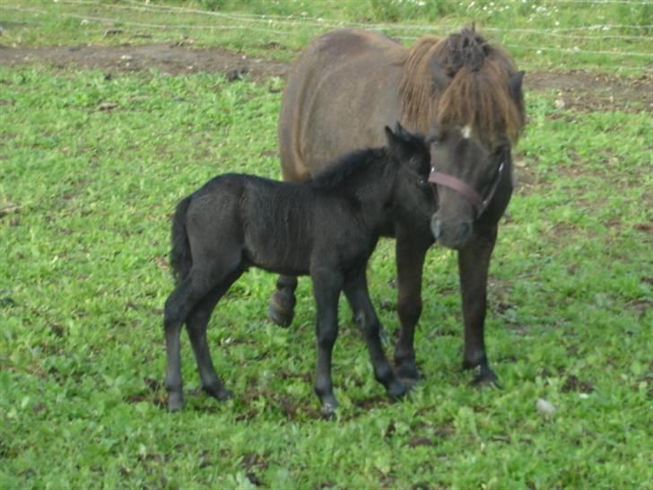 Shetlænder Lillegårdens La Mar Bella billede 3