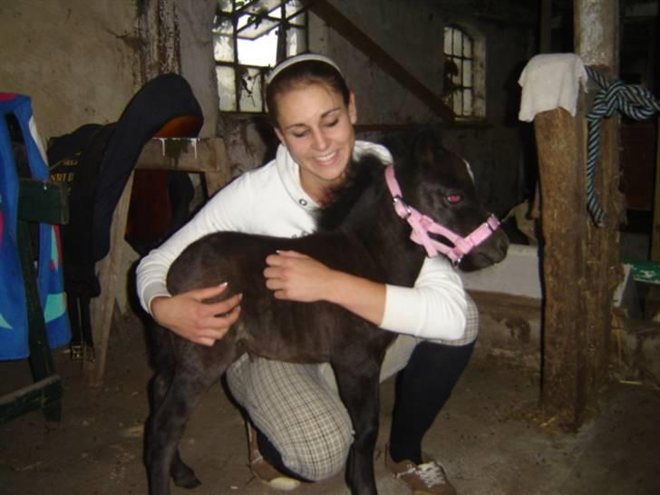 Shetlænder Lillegårdens La Mar Bella billede 4