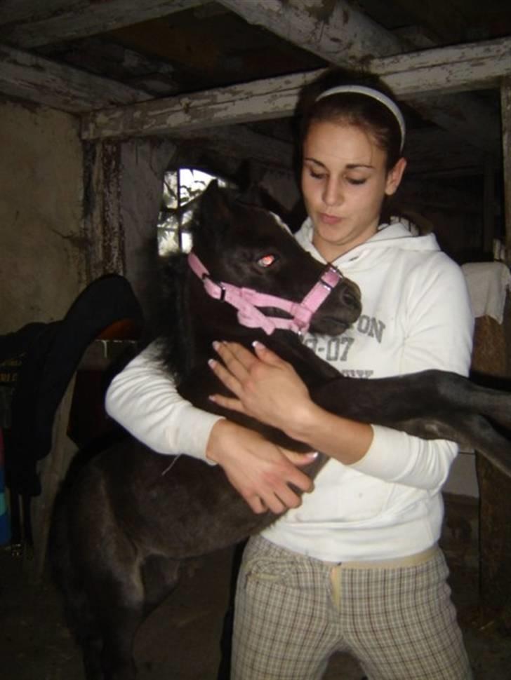 Shetlænder Lillegårdens La Mar Bella billede 5