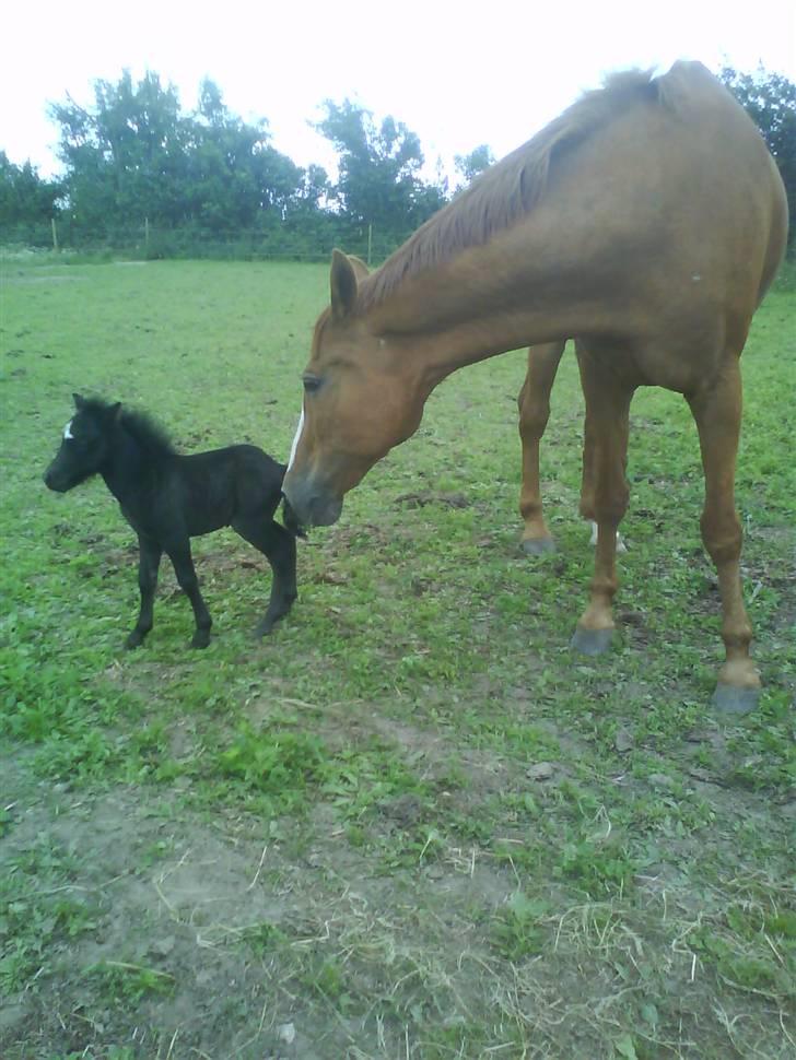 Shetlænder Lillegårdens La Mar Bella billede 6