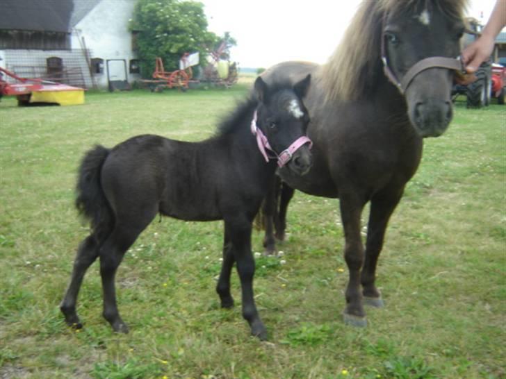 Shetlænder Lillegårdens La Mar Bella billede 7