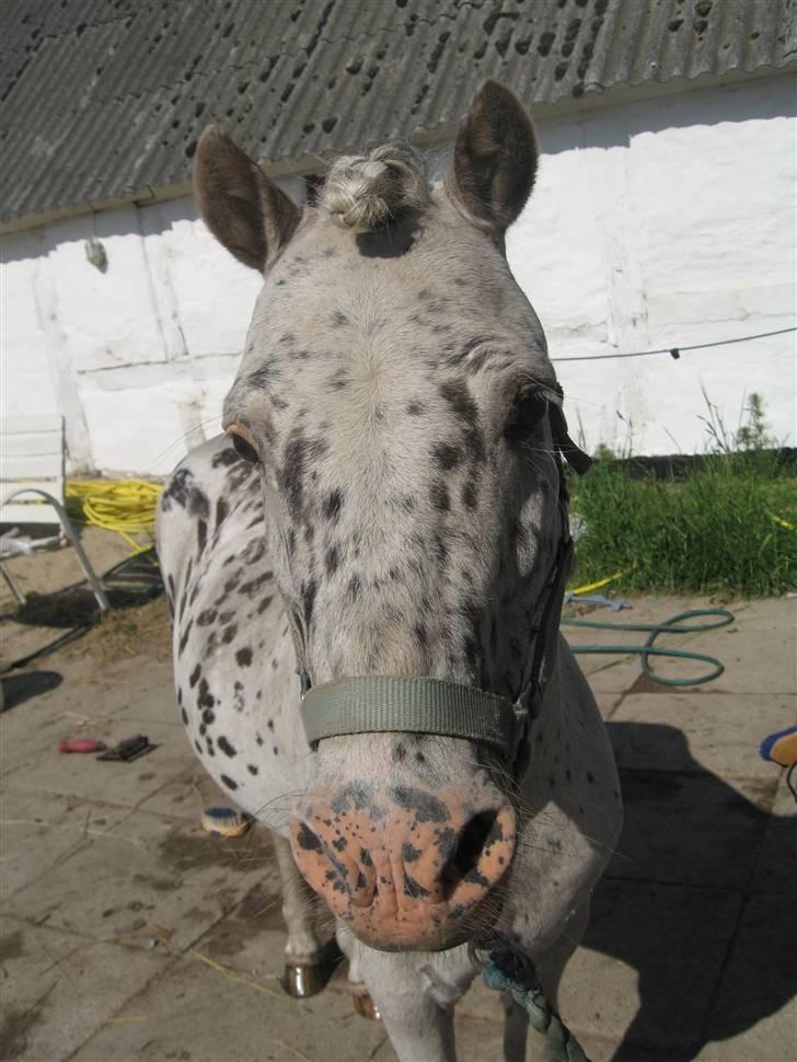 Appaloosa Jack -maria billede 1