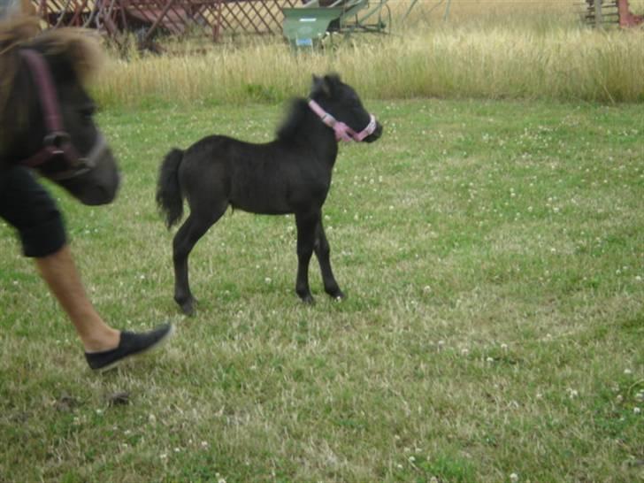 Shetlænder Lillegårdens La Mar Bella billede 8