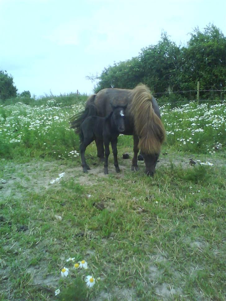Shetlænder Lillegårdens La Mar Bella billede 9