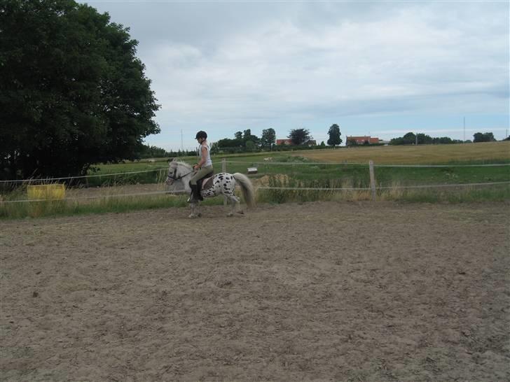 Appaloosa Jack -maria billede 2