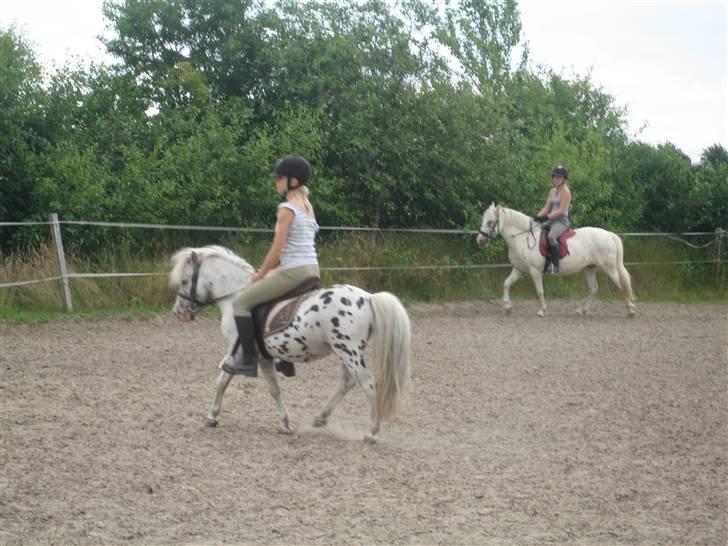 Appaloosa Jack -maria billede 3