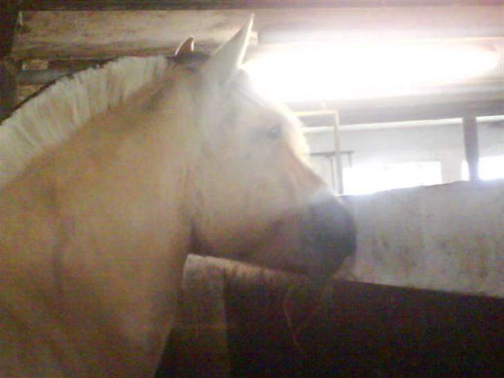 Fjordhest Theodor.. (Solgt) billede 16