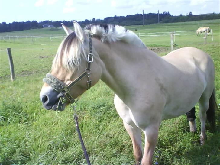 Fjordhest Theodor.. (Solgt) - ;D min min min hest! billede 17