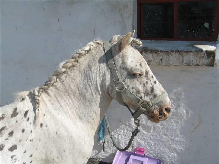 Appaloosa Jack -maria billede 5