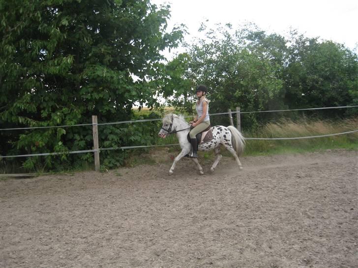 Appaloosa Jack -maria billede 6