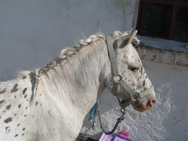 Appaloosa Jack -maria billede 7