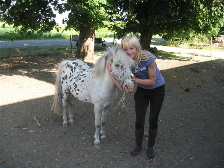 Appaloosa Jack -maria billede 8