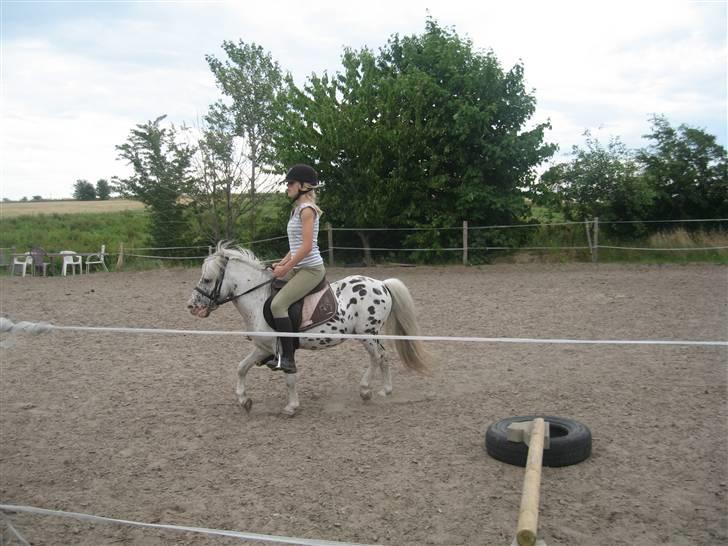 Appaloosa Jack -maria billede 9