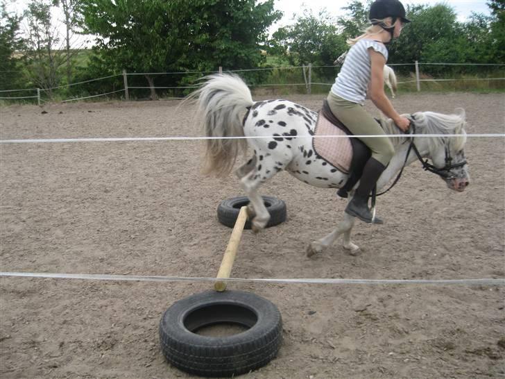 Appaloosa Jack -maria billede 10
