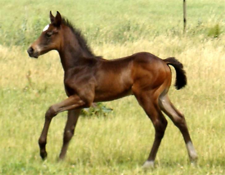 Dansk Varmblod Art Edition T *SOLGT* - lige før en overgang til skridt billede 19