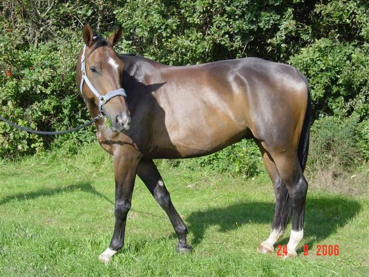 Anden særlig race Solhøjgårds first cato - Smukke Cato *8/4-2001 til 4/12-2006* billede 1