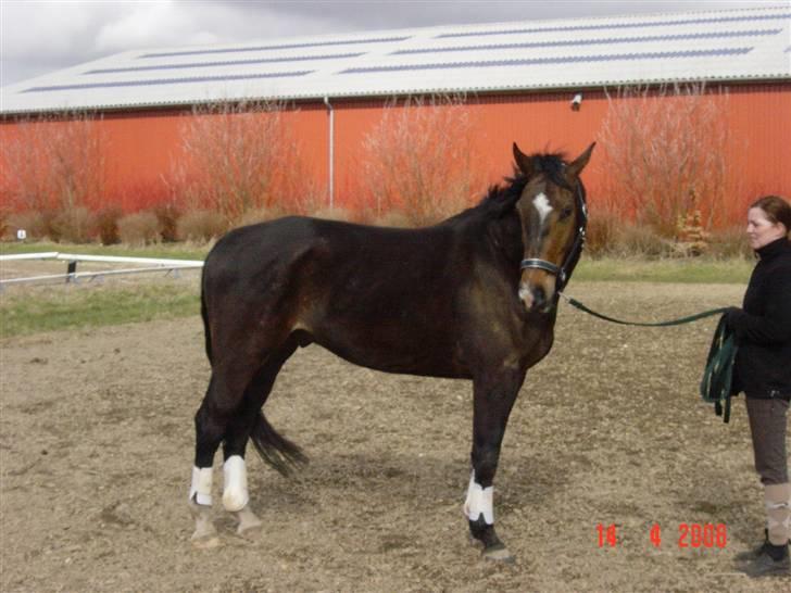 Anden særlig race Solhøjgårds first cato billede 2