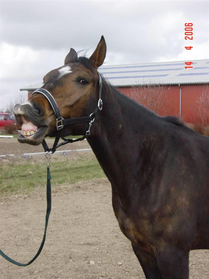 Anden særlig race Solhøjgårds first cato - Det var tider dengang billede 3