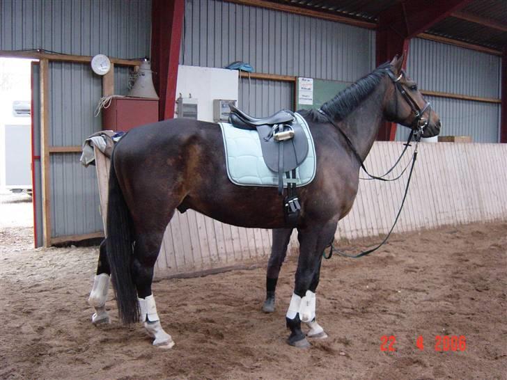 Anden særlig race Solhøjgårds first cato - Tilridning billede 4