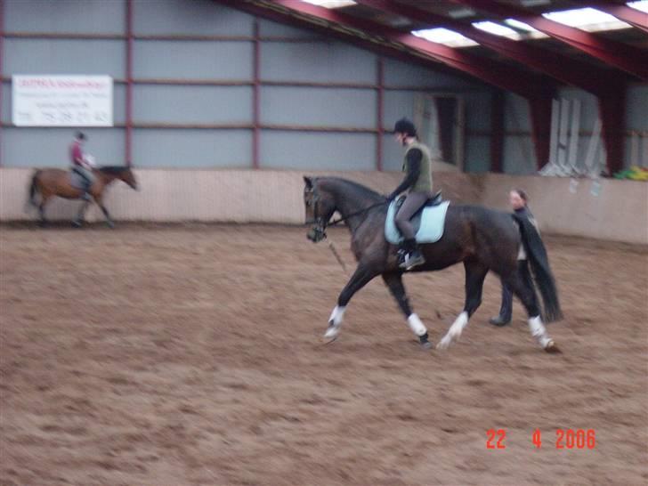 Anden særlig race Solhøjgårds first cato - Hans vidunderlige trav billede 6