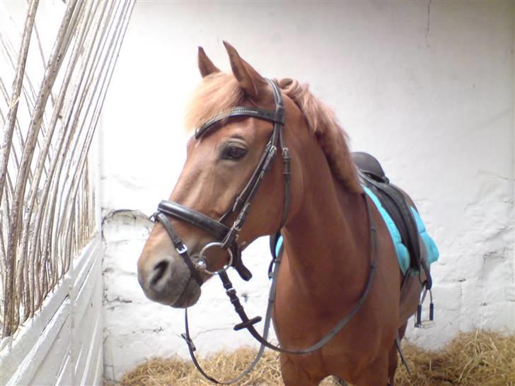 New Forest kantjes raimon - lige før undervisningstime:D  billede 1