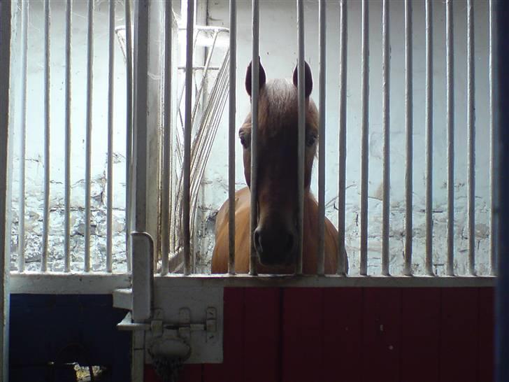 New Forest kantjes raimon - han ser så kær ud :D billede 3