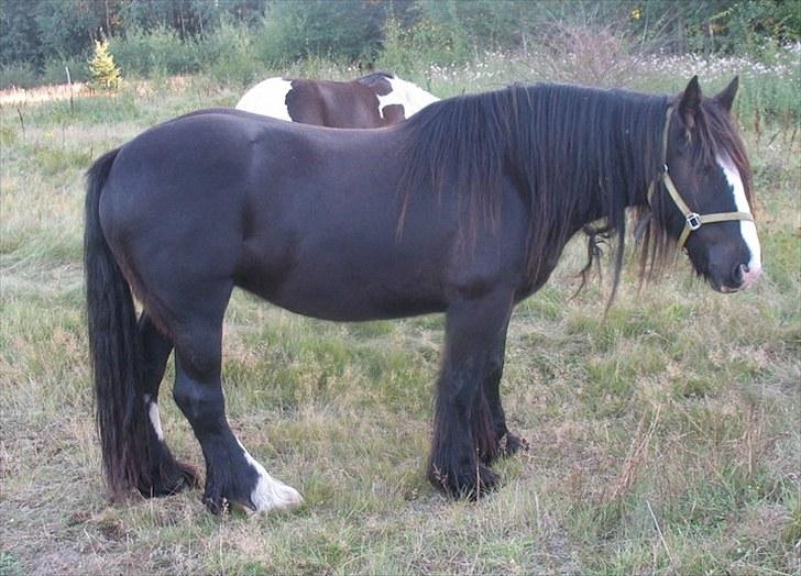 Irish Cob Jessie my Dream - her er mig og jessie, ude og ride en tur (: billede 2