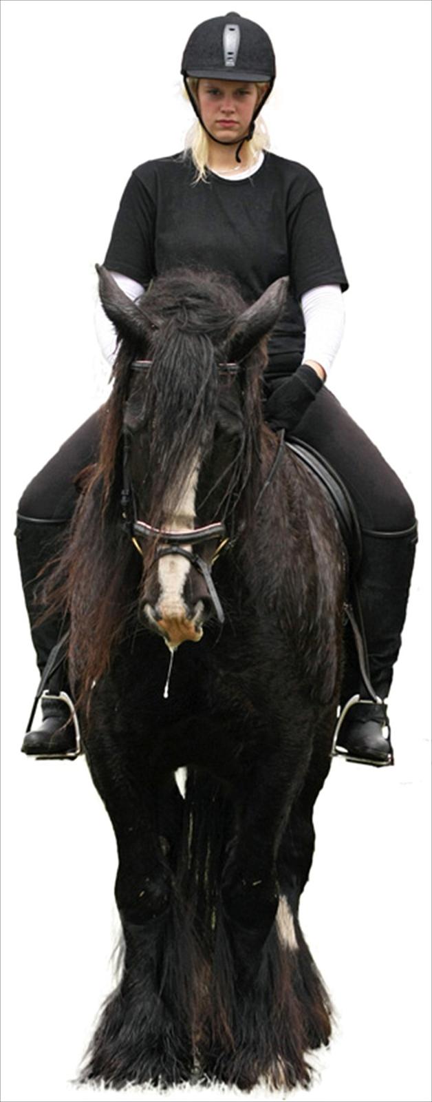 Irish Cob Jessie my Dream - her har vi jo , sjovtnok, mig og jessie :b billede 3