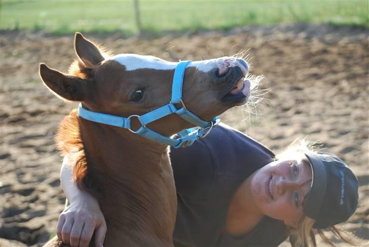 Sportsaraber (A) Fakhir E'jaaz SOLGT billede 11