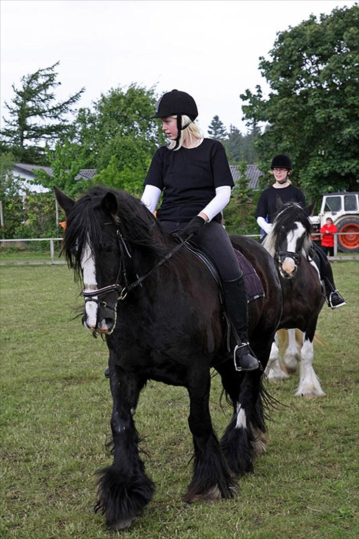 Irish Cob Jessie my Dream - jessie ligger rigtig og hygger sig på folden :D billede 4