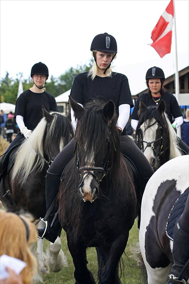 Irish Cob Jessie my Dream - jessie der løber rundt på marken billede 6