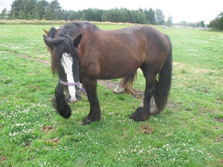Irish Cob Jessie my Dream - mmmhm, det lugter da godt?:D billede 7