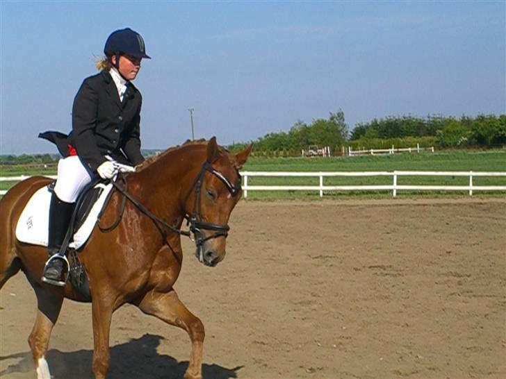 New Forest kantjes raimon - smukke prusti:D opvarming til lb1 billede 8