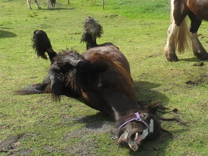 Irish Cob Jessie my Dream - får mig lige en sindsyg rulletur (; billede 8