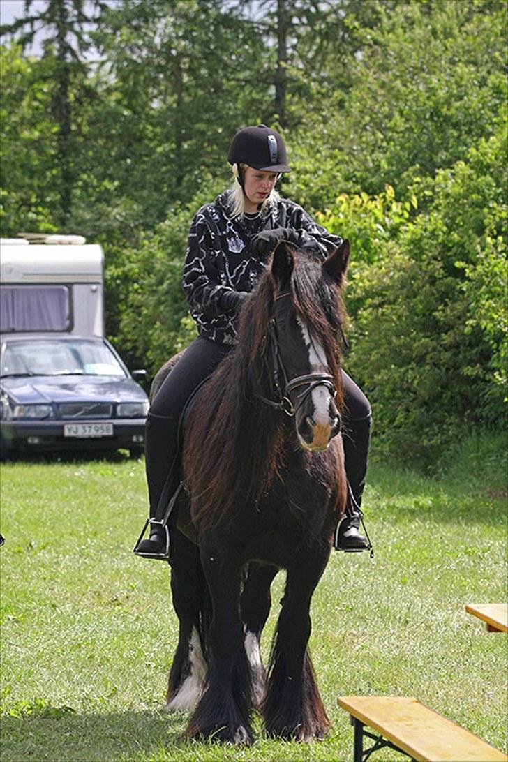 Irish Cob Jessie my Dream - så jeg klar til at ride camilla (; kom og hent mig :D billede 9