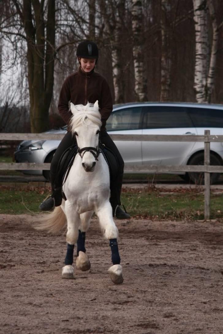 New Forest Araber PrinsDelight SOLGT billede 11