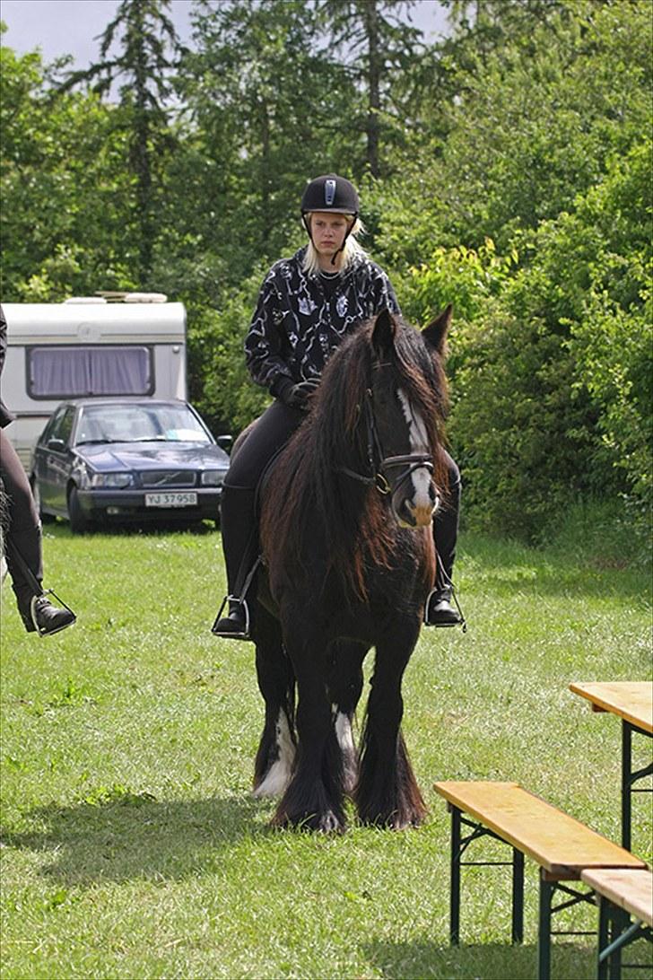 Irish Cob Jessie my Dream - puuha, nu slapper jeg lige af i varmen <3 billede 10