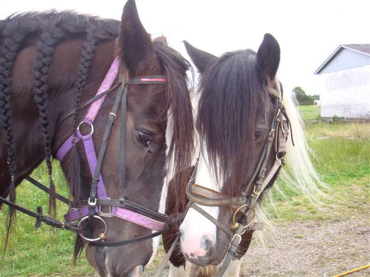 Irish Cob Jessie my Dream - Jessie og Toby, (: er de ikke søde? billede 11