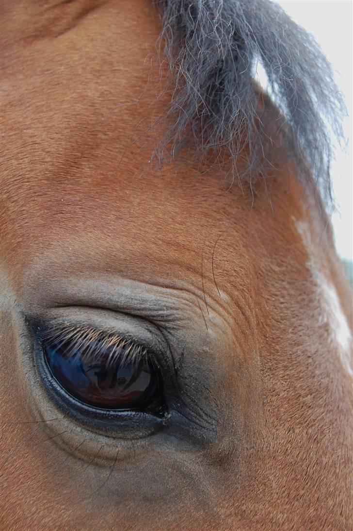 Anden særlig race Ryttergårdens Nika-SOLGT- billede 16