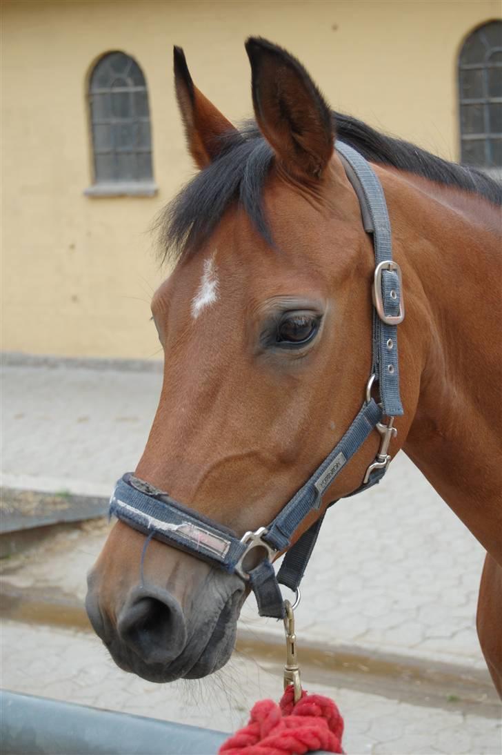 Anden særlig race Ryttergårdens Nika-SOLGT- - Nutter-Putter billede 17