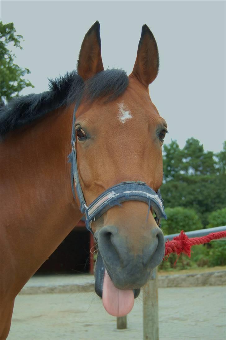 Anden særlig race Ryttergårdens Nika-SOLGT- - Se min flotte tunge! billede 18