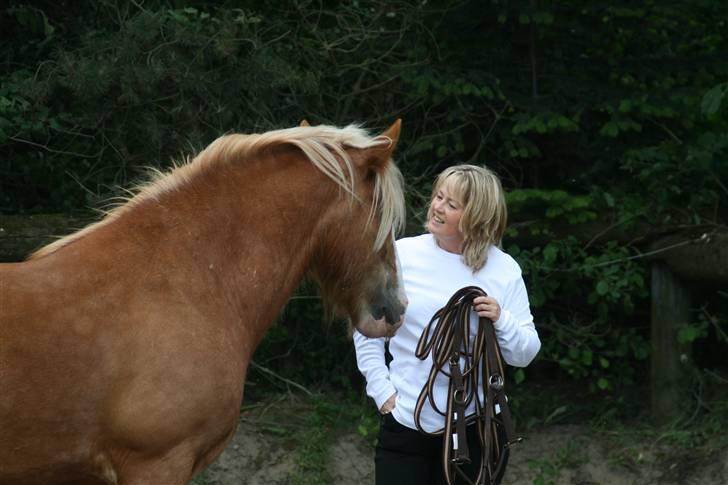 Irish Cob Postman Pat (Paddy) - Paddy og jeg, juni 08 billede 15